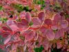 Berberis thunbergii -'Golden Ring' - Japán borbolya