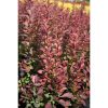 Berberis thunbergii 'Red Rocket' - piros borbolya