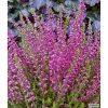 Calluna "Garden Girls Angie"  - Csarab