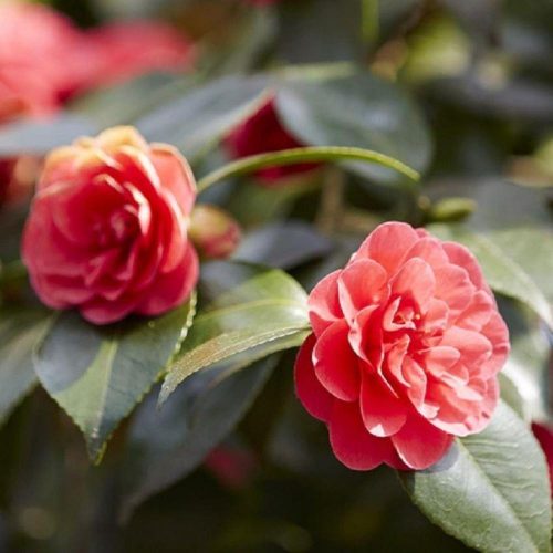  Camellia Japonica - Japán kamélia