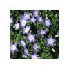 Campanula 'Berlin Bicolor' -  Harangvirág