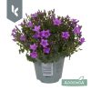 Campanula portenschlagiana 'Ambella' - Harangvirág