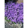 Campanula portenschlagiana 'Ambella' - Harangvirág