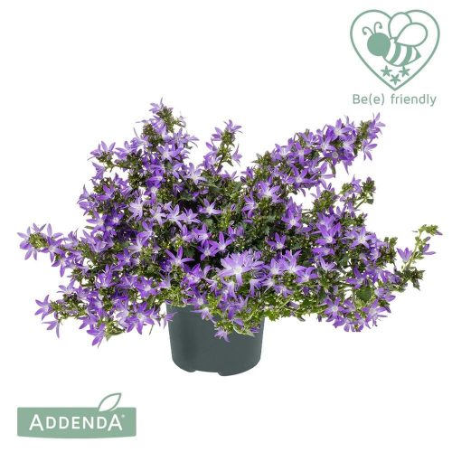 Campanula poscharskyana "Adansa Purple" -  Harangvirág