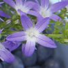 Campanula poscharskyana "Adansa Purple" -  Harangvirág