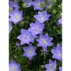 Campanula blue - Harangvirág