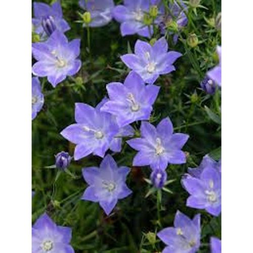 Campanula blue - Harangvirág