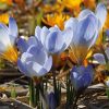 CROCUS 'Blue' - Krókusz