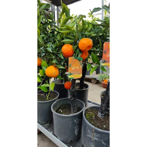 Citrus Clementina - Klementin mandarin 