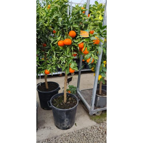 Citrus Clementina - Klementin mandarin 