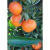 Citrus Clementina - Klementin mandarin 