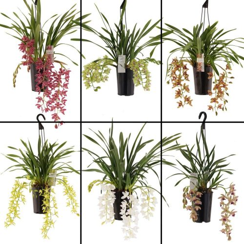 Cymbidium Cascade mix - 5-7 ágú Csónakórchidea