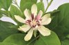 Calycanthus chinensis (syn. Sinocalycanthus chinensis) 'Venus' – Kínai fűszercserje