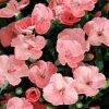 Carnation Diantica 'Peach party' - Szegfű