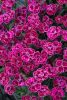 Carnation Diantica 'Purple wedding' - Szegfű