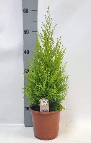 Cupressus 'Goldcrest' Wilma Piramide - Szoba ciprus