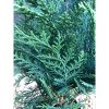 Chamaecyparis lawsoniana 'Pelt's Blue' - Oregoni hamisciprus