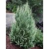 Chamaecyparis lawsoniana 'White Spot' - Oregoni Hamisciprus fehér