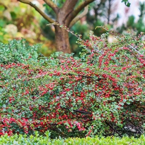 Cotoneaster hybrid 'Bella' - kúszó madárbirs