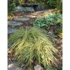 Carex hachijoensis 'Evergold' - japán sás