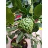 Citrus 'Hystrix' (Kaffir lime) - Rücskös Lime, aromacitrom