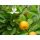 Citrus mitis 'Calamondino' - Kalamondin