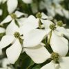 Cornus kousa chinensis – Csillagsom