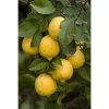 Citrus limon '2KR' - Citrom (TERMÉS NÉLKÜLI) fóliakonténerben