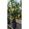 Citrus limon 'Lunario' - Citrom