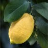 Citrus limon 'Lunario' - Citrom