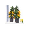 Citrus limon 'Meyer' - Citrom