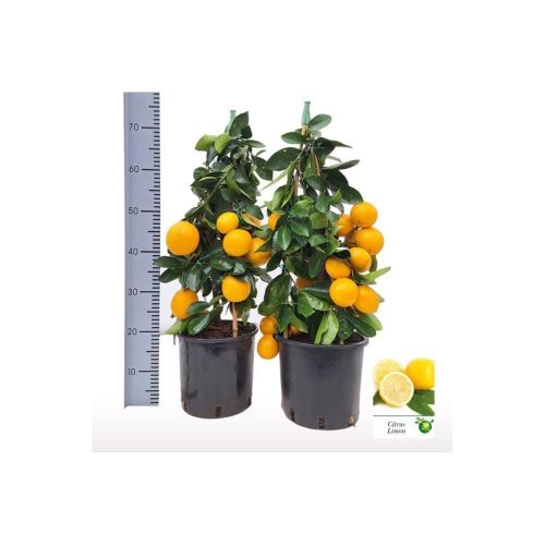 Citrus limon 'Meyer' - Citrom