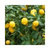 Citrus limon 'Meyer' - Citrom