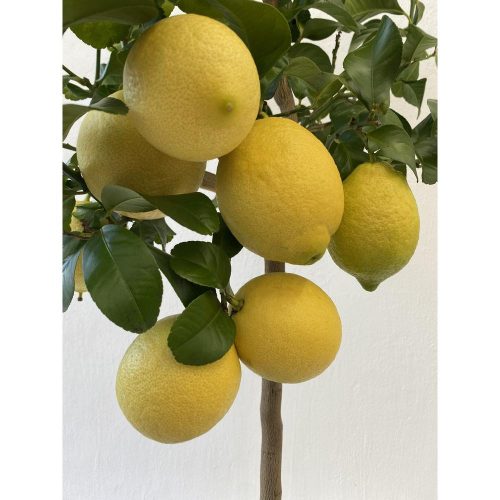 Citrus limon 'Zagara Bianca' - Citrom (TERMÉS NÉLKÜLI) fóliakonténerben