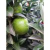 Citrus myrtifolia Chinotto - Mirtuszlevelű törpenarancs