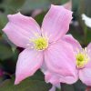 Clematis montana 'Fragrant Spring' - Klematisz