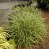 Carex morrowii 'Ice Dance' - Tarka sás