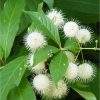 Cephalanthus occidentalis – Gombvirág cserje