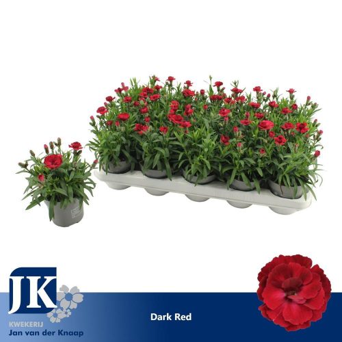 Carnation 'Oscar dark red' - Szegfű sötét piros