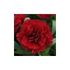 Carnation 'Oscar dark red' - Szegfű sötét piros