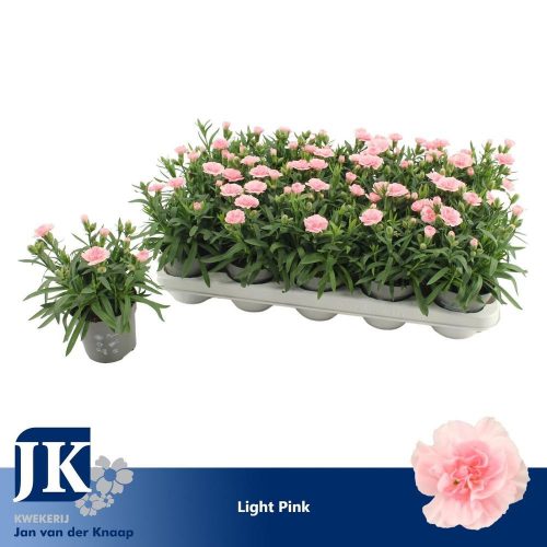 CARNATION oscar 'Light Pink' - Szegfű (pasztell rózsaszín)