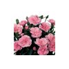 CARNATION oscar 'Light Pink' - Szegfű (pasztell rózsaszín)