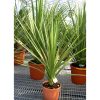 Cordyline Australis - Déli Bunkóliliom