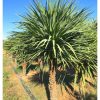 Cordyline Australis - Déli Bunkóliliom