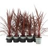 Cordyline Australis 'Red star' - Bunkóliliom