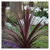 Cordyline Australis 'Red star' - Bunkóliliom