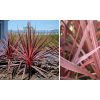 Cordyline Australis 'Red star' - Bunkóliliom