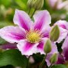 Clematis 'piilu' - klematisz