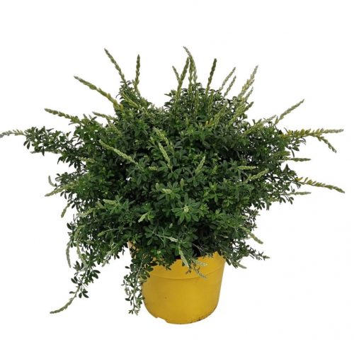 Cytisus x racemosus bush - Zanót