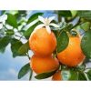 Citrus reticulata 'Comune' - Mandarin (TERMÉS NELKÜLI) fóliakonténerben